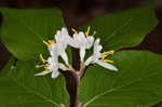 Amur honeysuckle